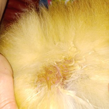 Woofcuts - Pet Groomers Near Me - Liverpool, XMS