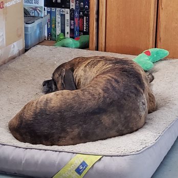Angel Veterinary Services - Rex relaxing - Veterinarians Near Me - Phoenix, Arizona