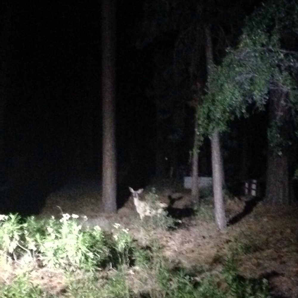 Crystal Lake Camp Grounds - I see u Bambi lol - Campgrounds Near Me - Azusa, California Crystal Lake Camp Grounds - I see u Bambi lol - Campgrounds Near Me - Azusa, California