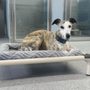Photo of Bluegrass Dog Lodge
