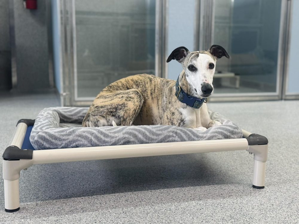 Bluegrass Dog Lodge - pet boarding facility in Salvisa, KY