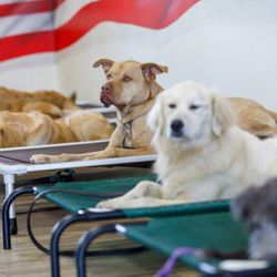 Big Dog Ranch Rescue - Veteran Service Dog Training Program