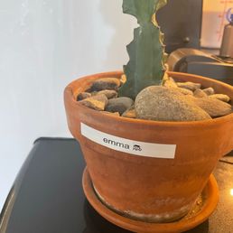 Cactus Cactus