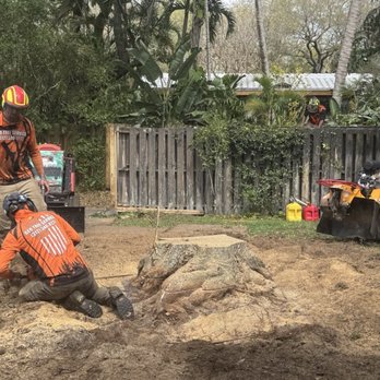 Geo Tree Service - Tree Services Near Me Geo Tree Service - Tree Services Near Me