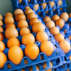 Rolling Grocer 19