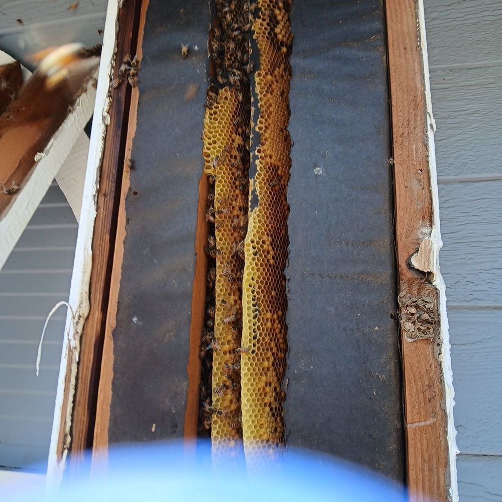 All Bee Removal - Pest Control Near Me - North Hollywood, California All Bee Removal - Pest Control Near Me - North Hollywood, California