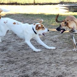 Dogs At Dolphins View - Putting photographs of human sports to shame