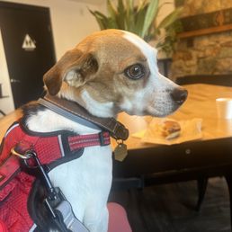 Dog friendly and pup cups!!