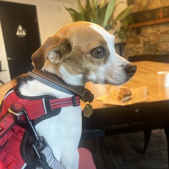 Drink Coffee Do Stuff - Dog friendly and pup cups!! - Coffee Roasteries Near Me - South Lake Tahoe, California