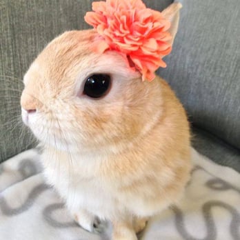 Chabot Veterinary Clinic - Now she is pretty and healthy :) - Veterinarians Near Me - Hayward, California
