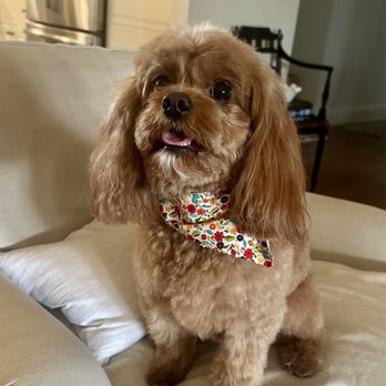 Pete and Mac's Dog Boarding and Training - Pet Sitting Near Me - Gilbert, Arizona Pete and Mac's Dog Boarding and Training - Pet Sitting Near Me - Gilbert, Arizona