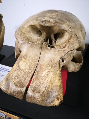 World Museum by null