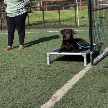 Inclined Canine Academy - Reese at the ranch with Christina. - Pet Training Near Me - Morgan Hill, California Inclined Canine Academy - Reese at the ranch with Christina. - Pet Training Near Me - Morgan Hill, California