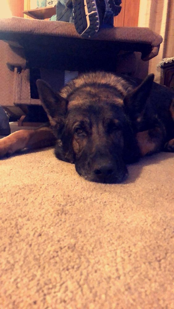 ANIMAL CLINIC OF NORTH TOPEKA Updated August 2024 625 W US Hwy 24