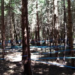 Entre Cimes et Racines - Labyrinth
