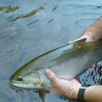Unicoi Outfitters - Personal best rainbow - Fishing Near Me - Sautee Nacoochee, Georgia Unicoi Outfitters - Personal best rainbow - Fishing Near Me - Sautee Nacoochee, Georgia