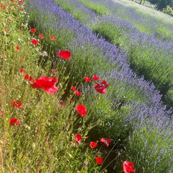 Purple Haze Lavender Farm - Flowers & Gifts Near Me - Sequim, Washington