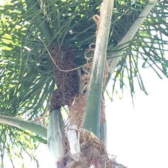 Aliza's Bee Removal - This is the original swarm by our front door. - Pest Control Near Me - Poway, California