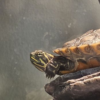 Nature Center - Museums Near Me - Orange Beach, Alabama