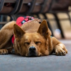 Grace Community Church of Saddleback Valley - Robbie, my Service dog snoozing comfortably in the sanctuary (everyone loves him!).