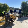 Vista Oak Tree Service