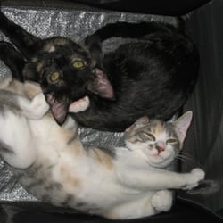 Pet Sitters 'N More - Happy to stay home
