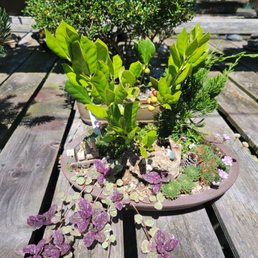 Fantastic Bonsai area
