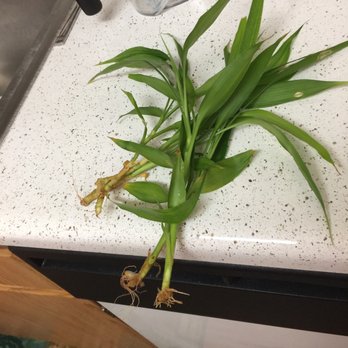 Discount Movers - This is my poor plant. I tried to bring it back to health but no and all the shells were missing. Glass gone - Movers Near Me - Anaheim, California Discount Movers - This is my poor plant. I tried to bring it back to health but no and all the shells were missing. Glass gone - Movers Near Me - Anaheim, California