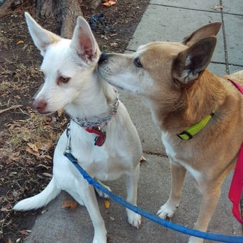 Brighter Days Dog Walking - Coco gets a kiss from her big sister. - Dog Walkers Near Me