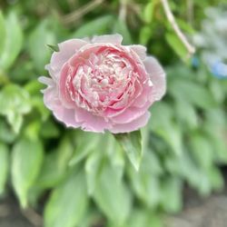 Wildcat Creek Winery - A pretty flower on the property