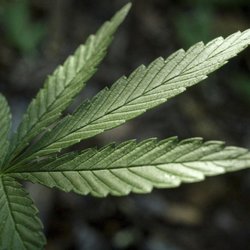 Sunrise Solutions - Marijuana Dispensary near Me