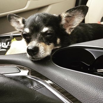Goldsmith Veterinary Clinic - On the way home after her big dental appointment. - Veterinarians Near Me - Denver, Colorado Goldsmith Veterinary Clinic - On the way home after her big dental appointment. - Veterinarians Near Me - Denver, Colorado