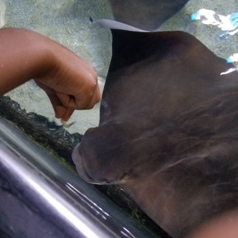 Austin Aquarium - Feeding stingrays - Aquariums Near Me - Austin, Texas