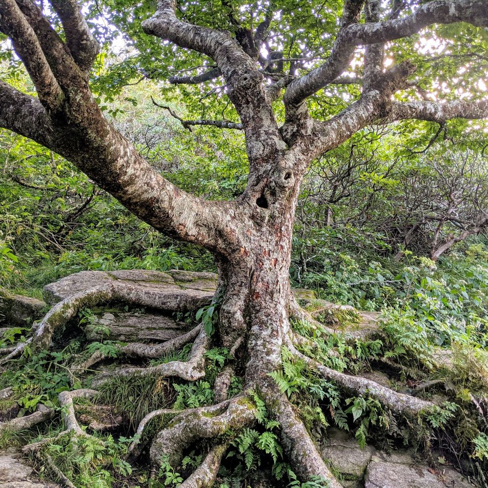 Craggy Gardens - Craggy Pinnacle | Instagram: @telephonesmoothie - Hiking Near Me - Black Mountain, North Carolina Craggy Gardens - Craggy Pinnacle | Instagram: @telephonesmoothie - Hiking Near Me - Black Mountain, North Carolina