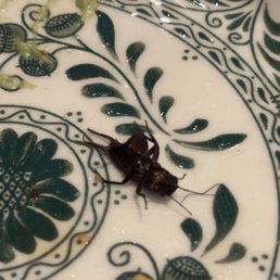 Cricket Cricket