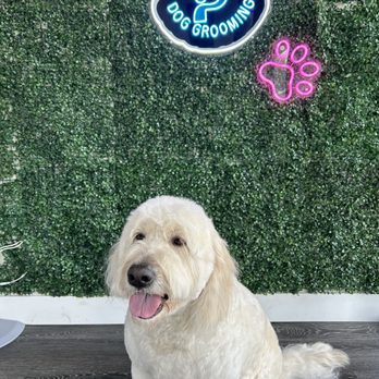 PCoCo Dog Grooming - Pet Groomers Near Me - Coppell, Texas PCoCo Dog Grooming - Pet Groomers Near Me - Coppell, Texas