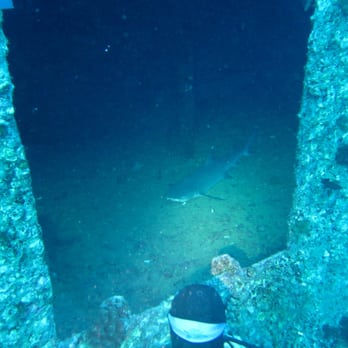 Kaimana Divers - Shark! - Hiding in the mid-deck of the YO-257, a great wreck site on Oahu that waikikiscuba.com took our group to. - Scuba Diving Near Me - Honolulu, Hawaii Kaimana Divers - Shark! - Hiding in the mid-deck of the YO-257, a great wreck site on Oahu that waikikiscuba.com took our group to. - Scuba Diving Near Me - Honolulu, Hawaii