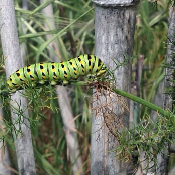 Murphy Ranch Trail - Pretty caterpillar along the way... - Hiking Near Me