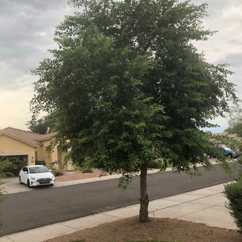 Pristine Green - Before! - Tree Services Near Me - Gilbert, Arizona
