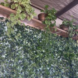 El Pancake House Y Lo Nuestro - Love their plants everywhere