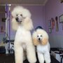 Photo of GroomStation Dog Grooming Salon