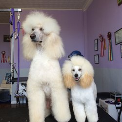 GroomStation Dog Grooming Salon