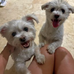 Frida & Dalí Frida & Dalí