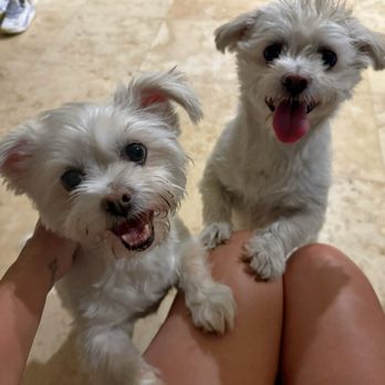 Pawfect Pet Salon - Frida & Dalí - Pet Groomers Near Me - Las Vegas, Nevada Pawfect Pet Salon - Frida & Dalí - Pet Groomers Near Me - Las Vegas, Nevada
