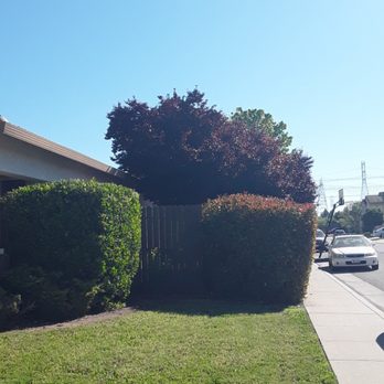 Matthews Yard Services - View of Side Bushes - Lawn Services Near Me Matthews Yard Services - View of Side Bushes - Lawn Services Near Me