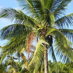 Praia do Guaiúba