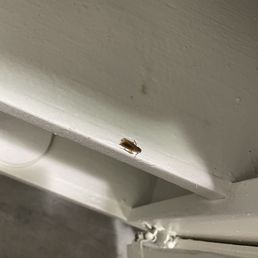 Dead cockroach during my walkthrough where Peter the leasing agent stated maintenance had done a walkthrough :)