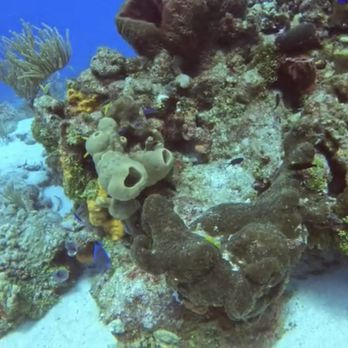 Sand Dollar Sports - This reef is so healthy! I didn't know what to expect, but they've done a fantastic job of protecting and preserving this reef. - Scuba Diving Near Me - Cozumel, ROO Sand Dollar Sports - This reef is so healthy! I didn't know what to expect, but they've done a fantastic job of protecting and preserving this reef. - Scuba Diving Near Me - Cozumel, ROO