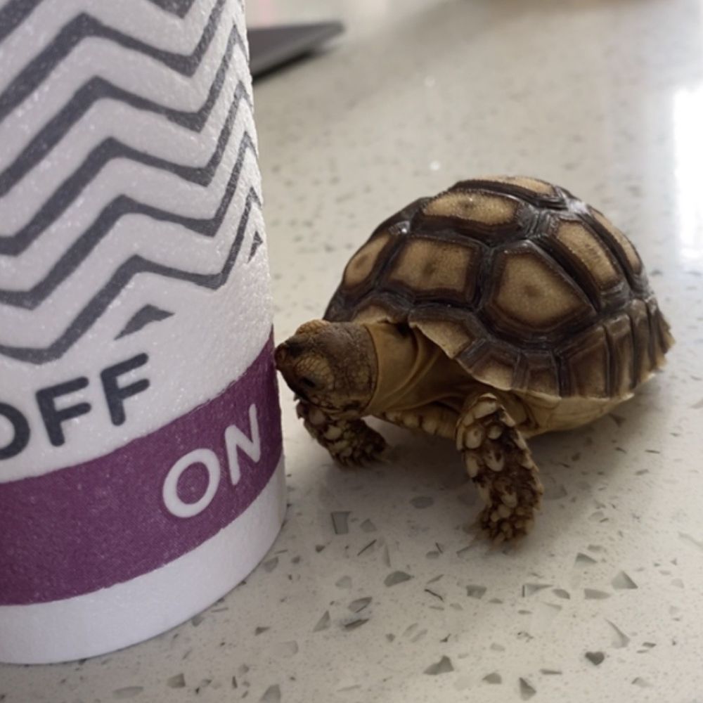 Sulcata Tortoise Sulcata Tortoise