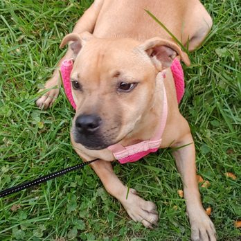 Save A Mutt Kennel - Sweet Flossie - Pet Adoption Near Me - Mount Airy, North Carolina